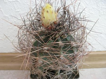 астрофитум сениле