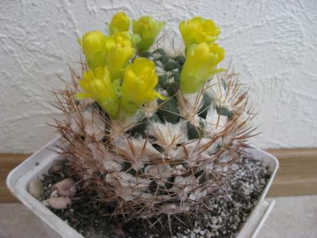 Weingartia neocumingii