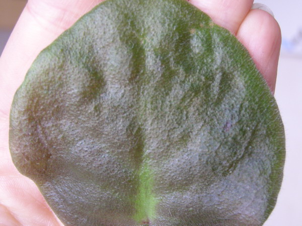 Так выглядит лицевая сторона листа. Лист достаточно молодой.