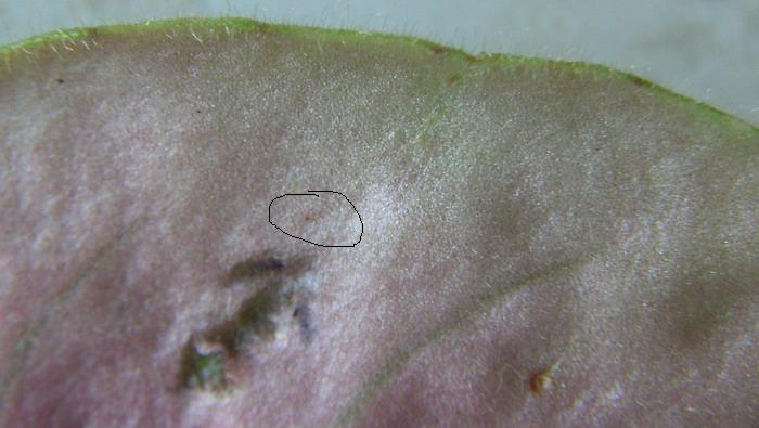 Точка в &amp;quot;овале&amp;quot; и есть насекомус.