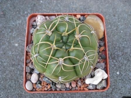 гимнок.денудатум