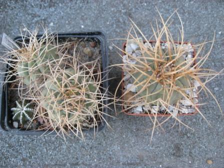 гимнок.арматум