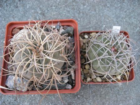 гимнок.карденазианум