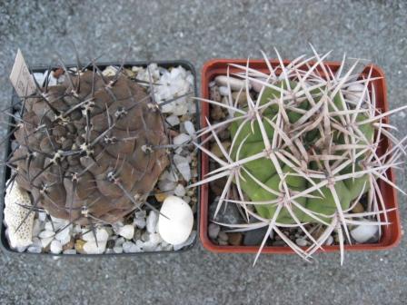 гимнок.стриглианум+ферокс