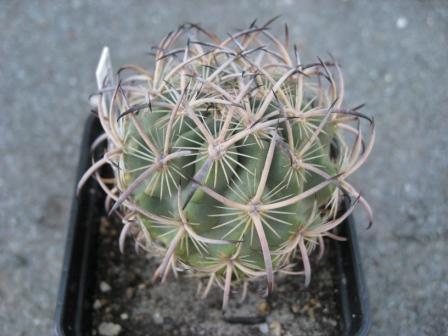 эхиномастус лау