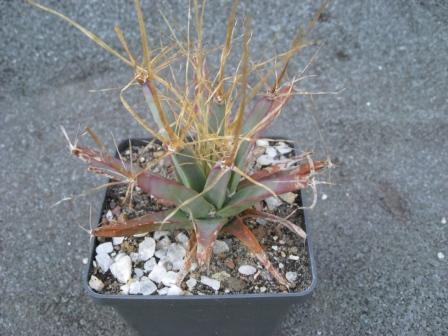 лейхтенбергия-чуть подгорела