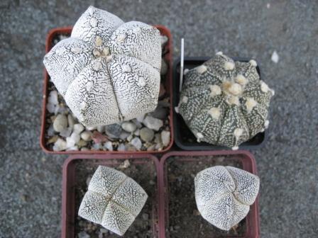 группа астрофитумов