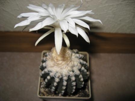 дискокактус хорсти