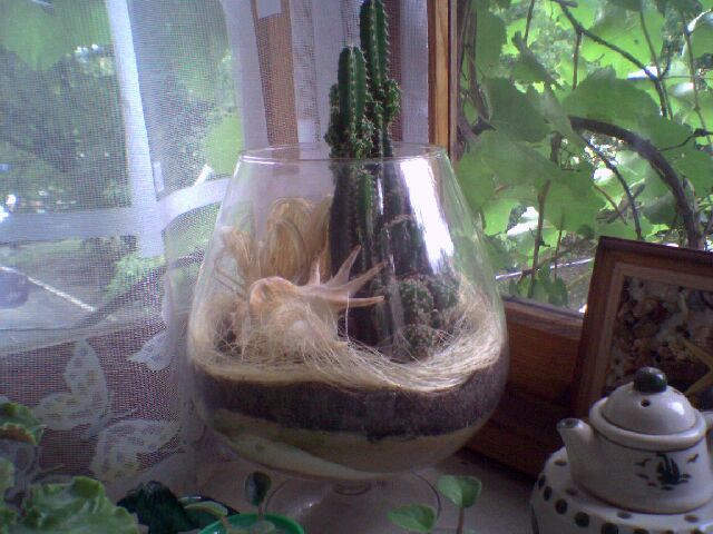 - кактусята.jpg