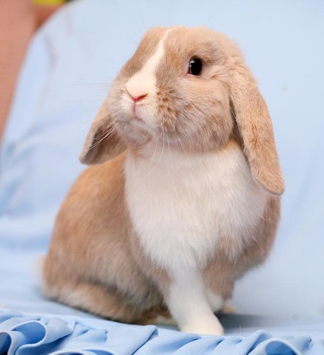 Кролик.jpg
