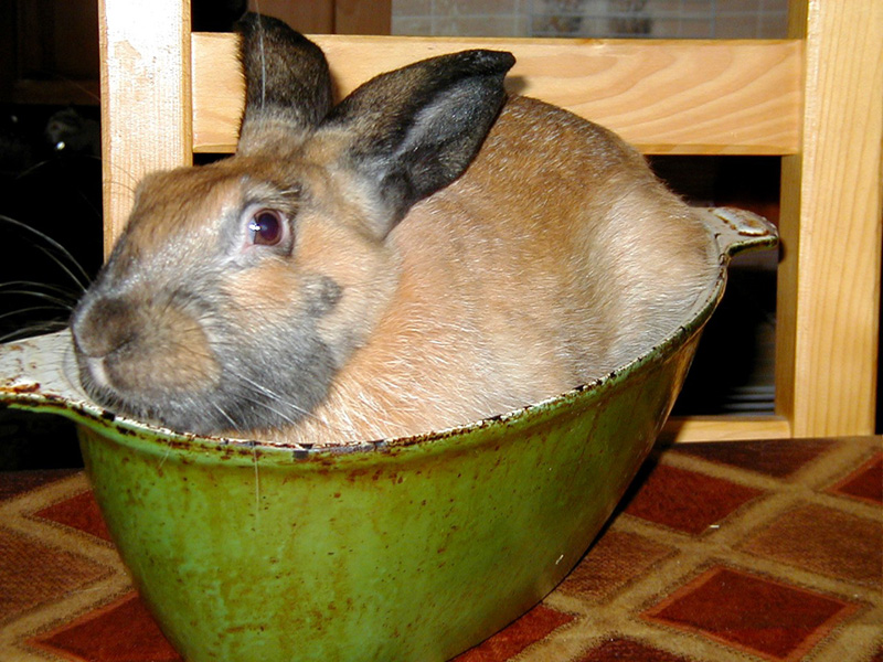 krolik222.jpg