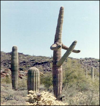 sex_cactus.jpg