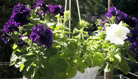 День и Ночь Аэлита цветы 10.jpg