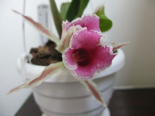 Trichopilia marginataXsuavis (2).JPG