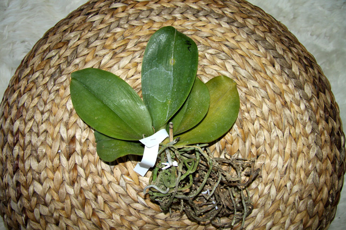 Phal. Dou-dii Pride ' Ranbow Star'.JPG