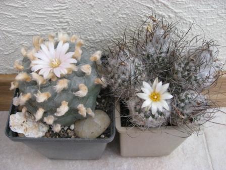 лоффофора+турбин