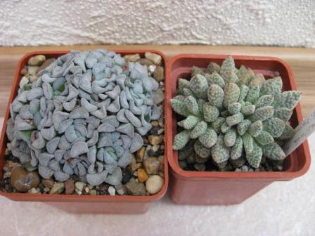 Crassula mesembryanthemopsis +Crassula ausensis subsp. titanopsis