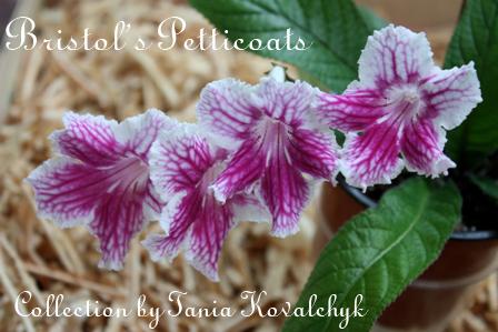 Bristol's Petticoats 1.jpg