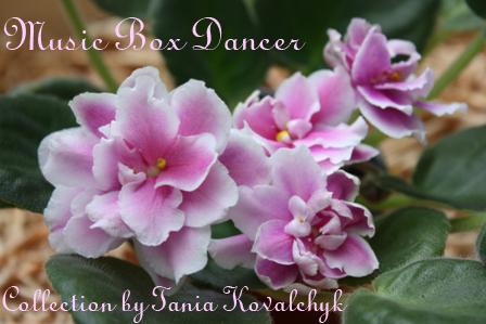 Music Box Dancer 2.jpg