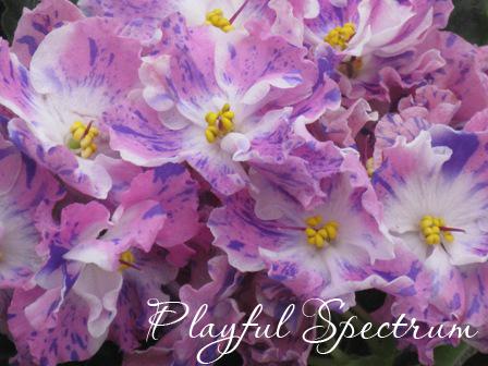 Playful Spectrum 3.jpg