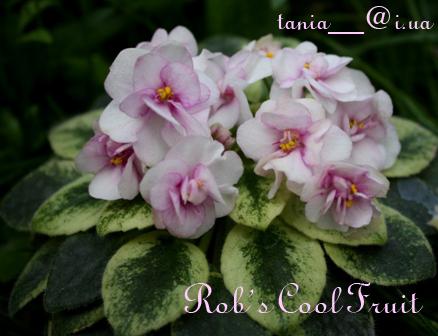 Rob's Cool Fruit .jpg