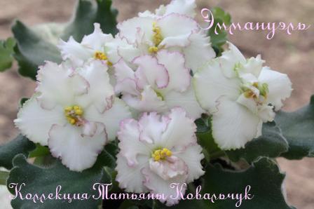 Эммануэль 1.jpg