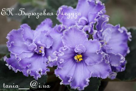 ЕК-Бирюзовая Медуза 3.jpg