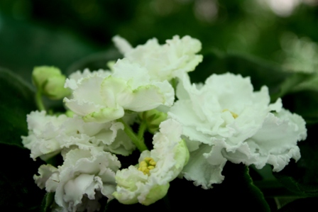 Ек-Лесная Фея