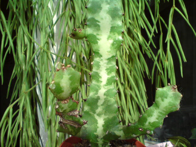 Три ребра у незнакомца