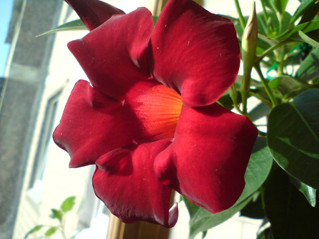 Цветок дипладении