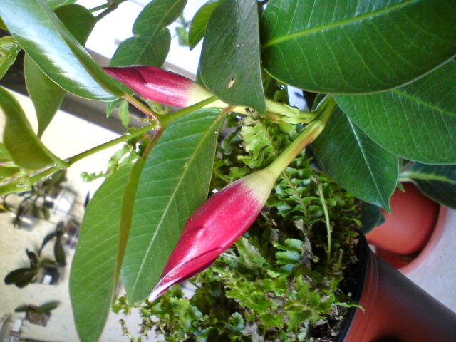 Бутончик блестящие.