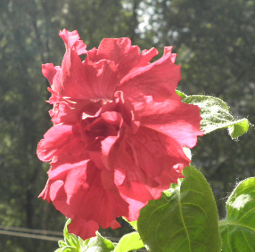 красная 2.jpg