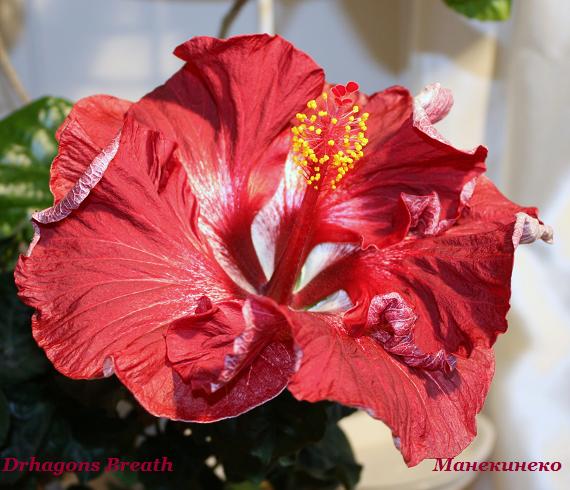 Drhagons Breath     71009.jpg