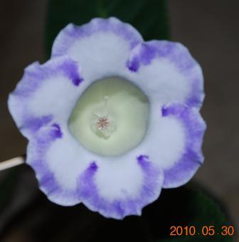 Delightful bride.jpg