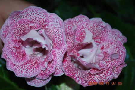 TV Кадриль2.jpg