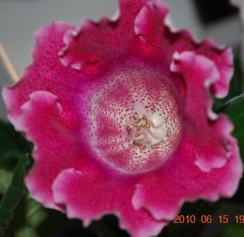 Ситец бордовый2.jpg