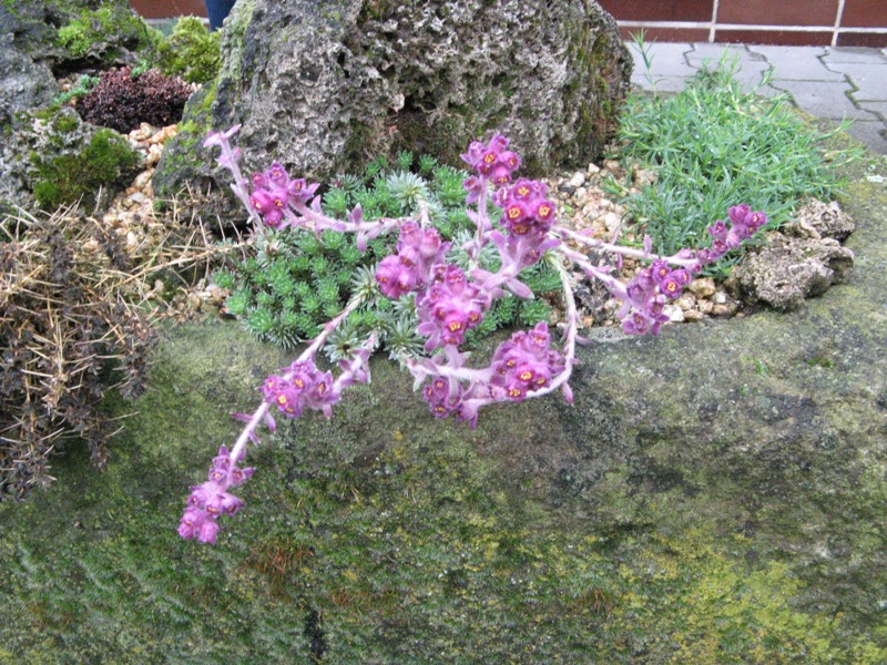 пятек 030а.jpg