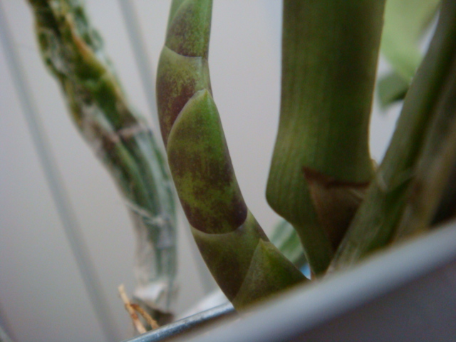 РОСТИК ВО ВЕСЬ РОСТ