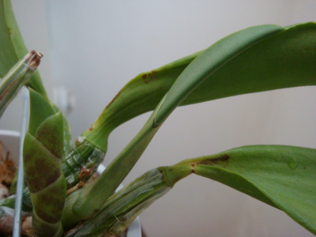 ГОРБИК СБОКУ НА РОСТИКЕ