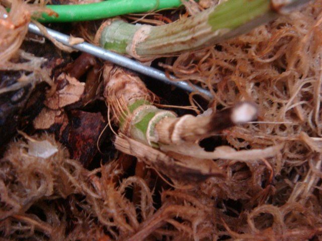 РОСТИК ДЕРЕВЕНЕЕТ