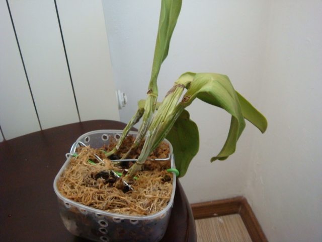 ВО ВЕСЬ РОСТ