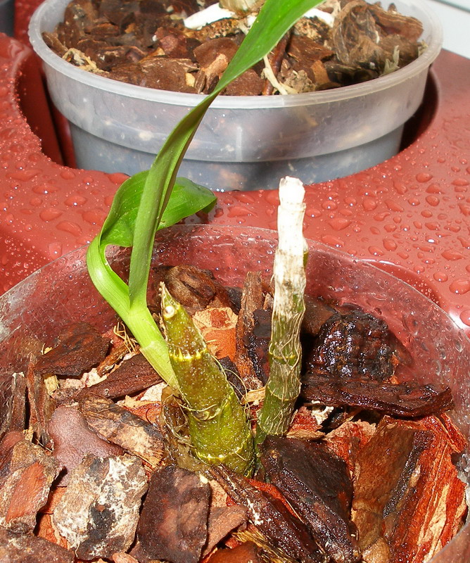 Dendrobium_unicum_170610.jpg