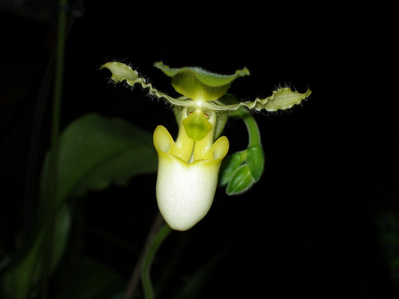 Paphiopedilum Pinocchio alba