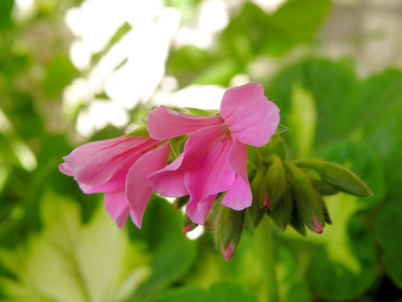 Pink happy thought 1.jpg