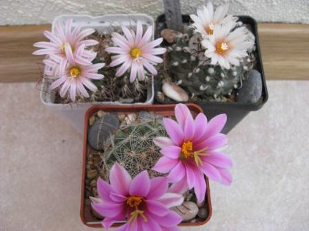 турбины+маммилярия