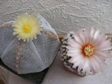 астрофитумы