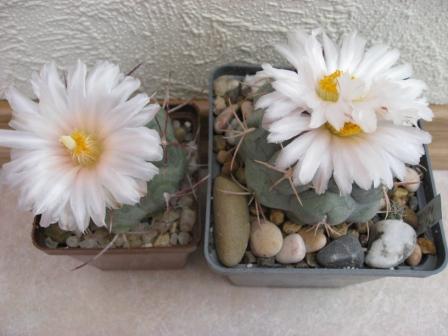 телокактусы