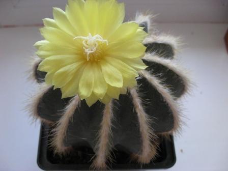 нотокактус