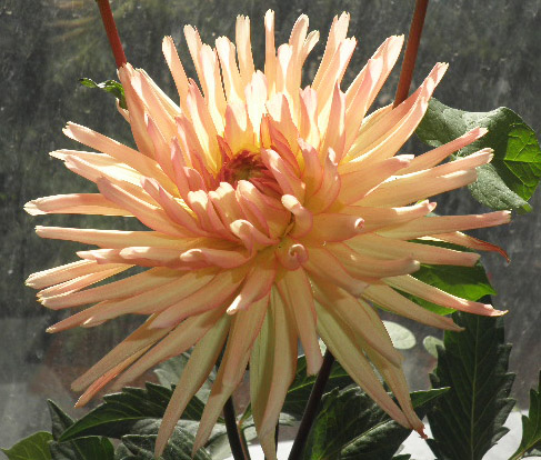 Георгинка 4.jpg