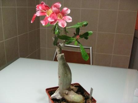 Санта Клаус-уже отцветает